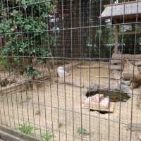 おとぎの国？野生動物を見た人間の感想がだいたい「美味しそう」