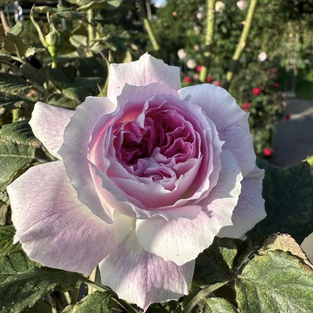 Taipei Rose Garden