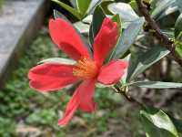 本地遊｜大埔海濱公園｜花種超多賞花必去