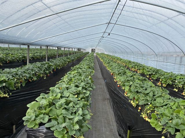 【いちご狩り】あすかルビーが食べ放題の奈良県あすか村