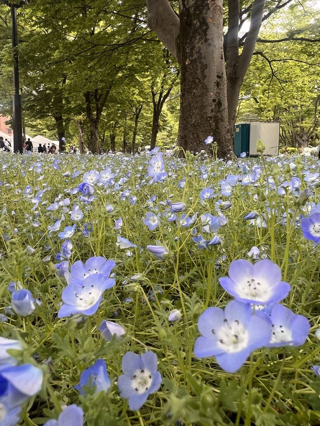 東京【日比谷公園】東京の公園でネモフィラが見れる場所💙