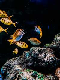 อควาเรียม บางแสน เดินเที่ยวโลกใต้น้ำ 🐠