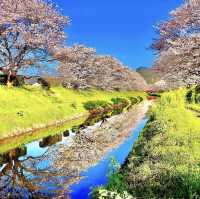 三水川桜ロード