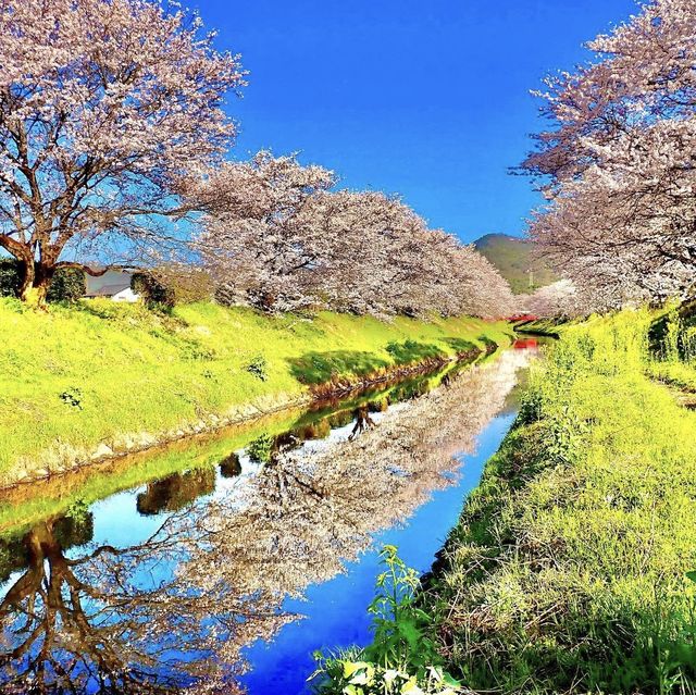 三水川桜ロード