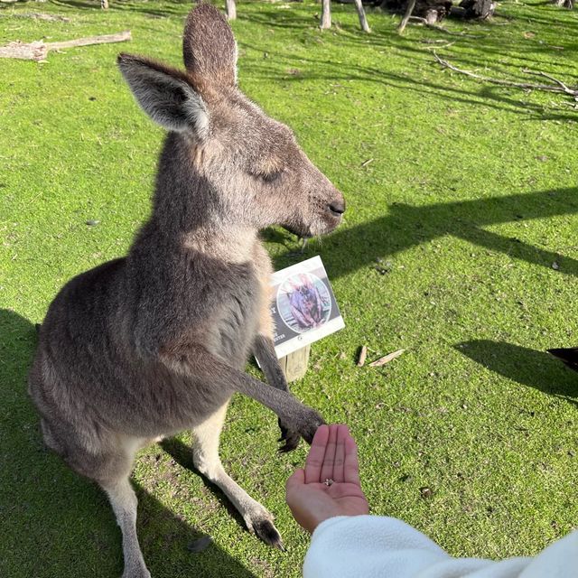 Melbourne Ozzie tour for passenger princesses