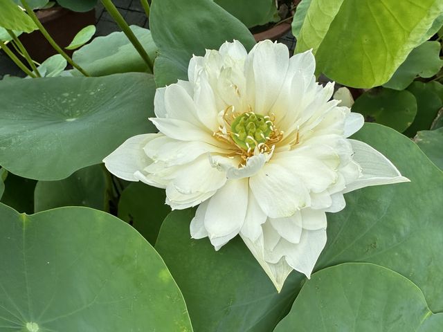 香港遊 | 大嶼山 | 寶蓮禪寺 | 香港荷花節 (下)