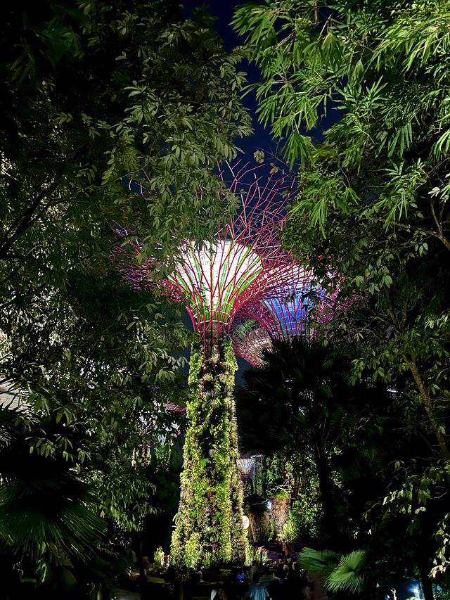 Stunning Supertrees at night✨