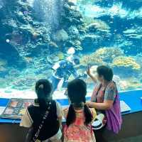 如果沒來過美麗海水族館就等於沒來過沖繩