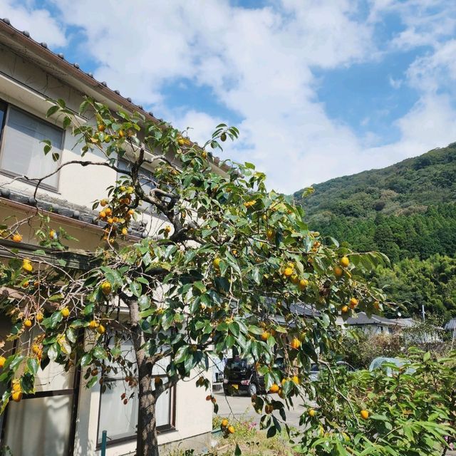 Yufuin lush fields 