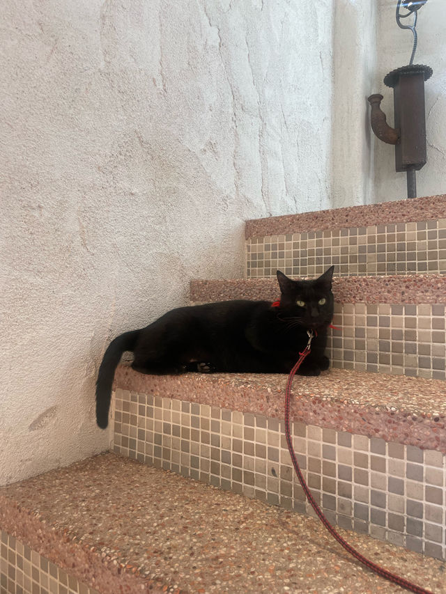 【台灣台中】貓門🐱彩虹眷村旁邊嘅餐廳