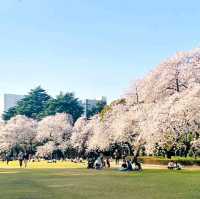 Shinjuku Gyoen National Garden

