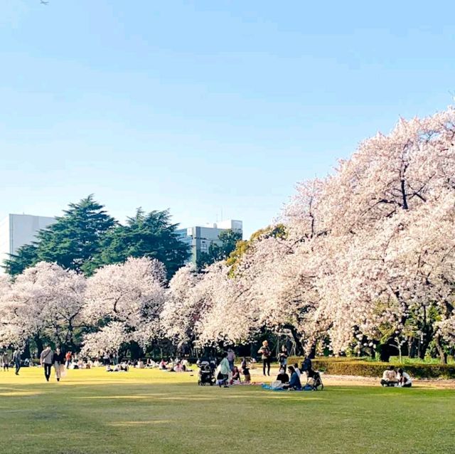 Shinjuku Gyoen National Garden

