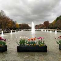 ใบไม้เปลี่ยนสีที่โตเกียว...Ueno Park