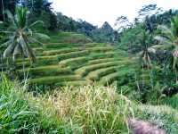 Rice terrace hike