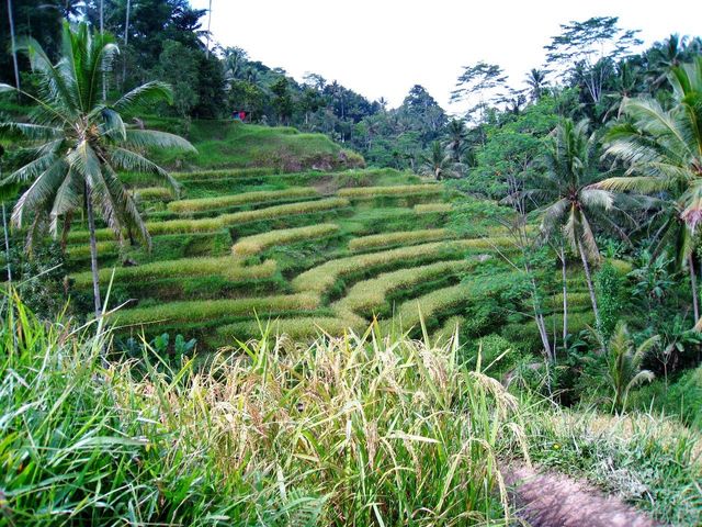 Rice terrace hike