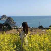 오륙도에는 벌써 봄이왔어요〰️💛