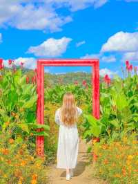 가을의 핫플레이스, 연천 댑싸리 공원💚