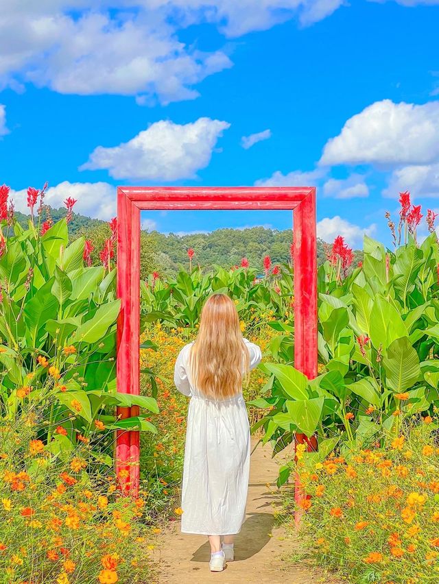 가을의 핫플레이스, 연천 댑싸리 공원💚