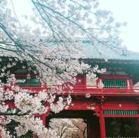 清水公園と言えば【桜】【BBQ】