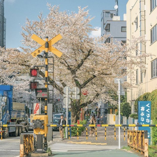 열차와 벚꽃의 조화가 아름다운 도쿄 아라이야쿠시마에
