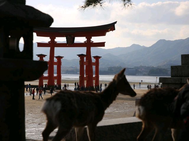 Miyajima and deers of God