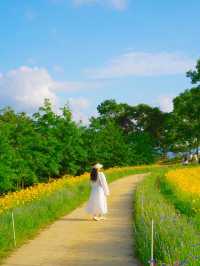 황금빛 금계국으로 만개한 함안 명소 🌼