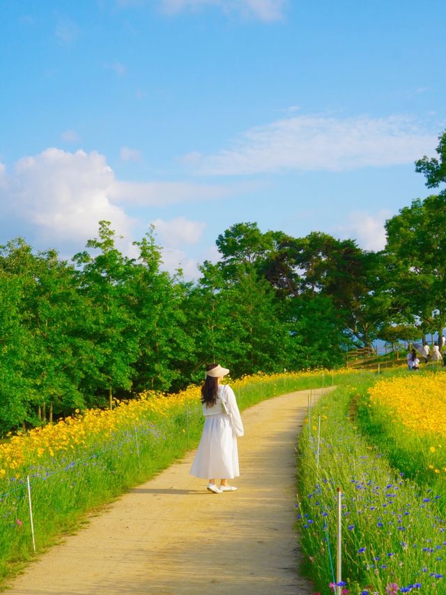 황금빛 금계국으로 만개한 함안 명소 🌼