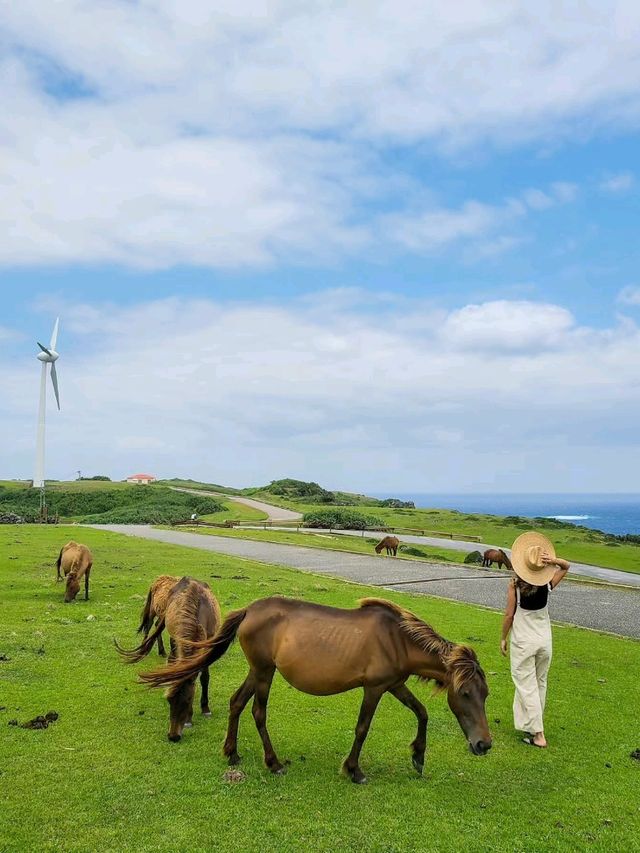 【与那国島】与那国馬に会いに行く