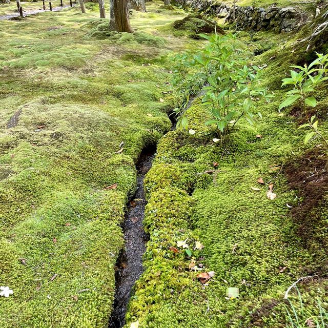 【京都】緑あふれる苔寺「西芳寺」