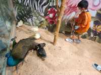 Lollypet萌寵樂園： 與動物零距離的夢幻體驗
