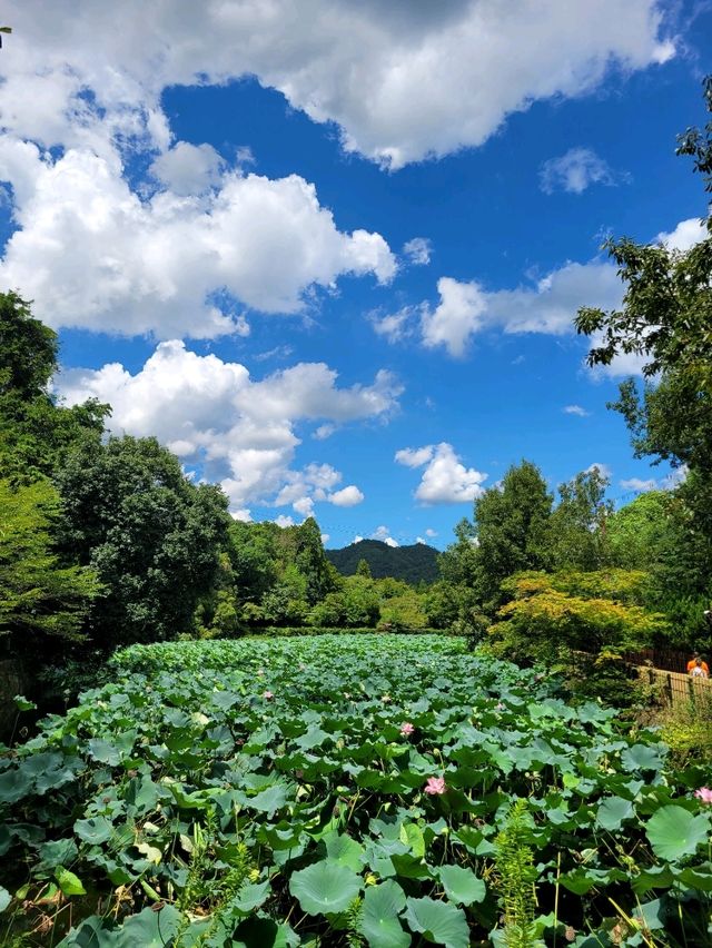 🎋4계절 내내 높은 대나무를 볼 수 있는곳🎋