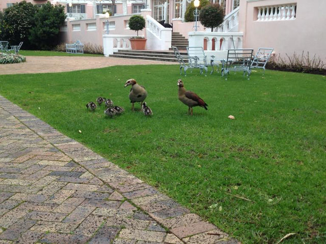 🇿🇦 Mount Nelson, A Belmond Hotel, Cape Town