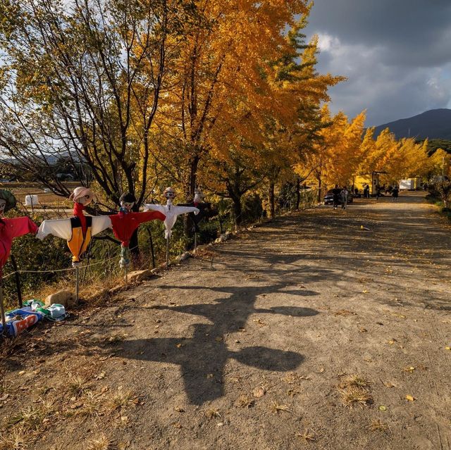 Beautiful Autumn ofGinkgo Village in Boryeong