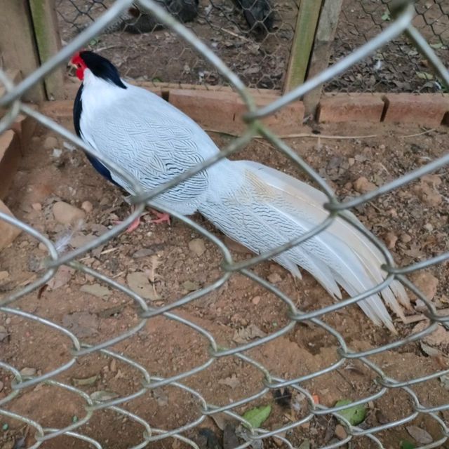媲美動物園的台灣山豬城