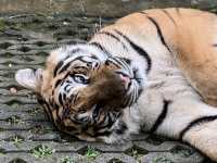 Tiger kingdom phuket 