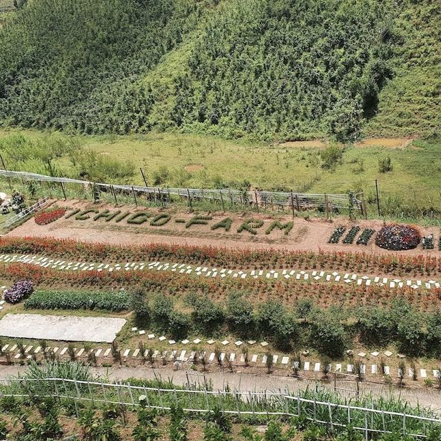 Strawberry Farm in Da Lat 