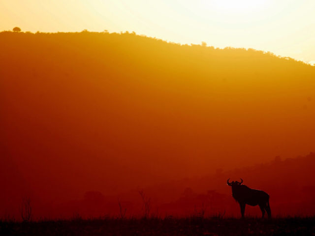 東非masai Mara 帳幕酒店動物大遷徙