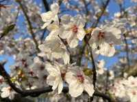 It’s Almost Sakura Season in Japan 🌸