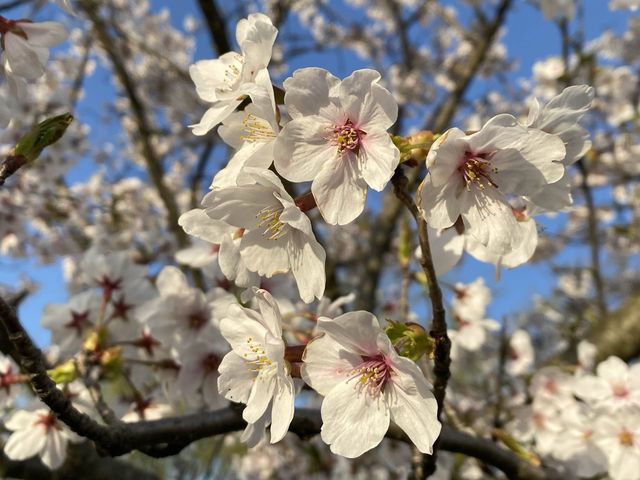 It’s Almost Sakura Season in Japan 🌸