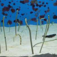 รีวิว - Okinawa Churaumi Aquarium @ญี่ปุ่น 🇯🇵