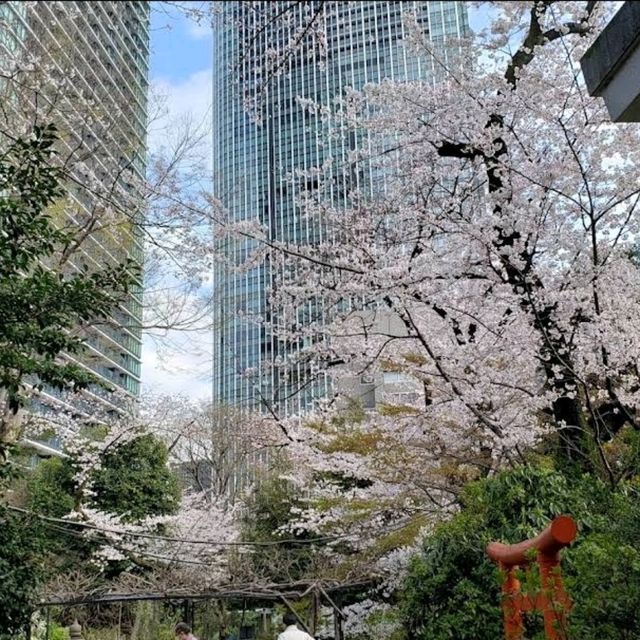 Hilltop Shrine in Tokyo- Atago Jinja Shrine