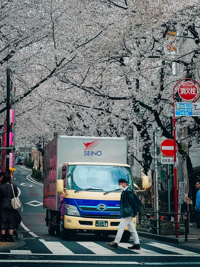 Cherry Blossom Street in Shibuya Tokyo 🇯🇵