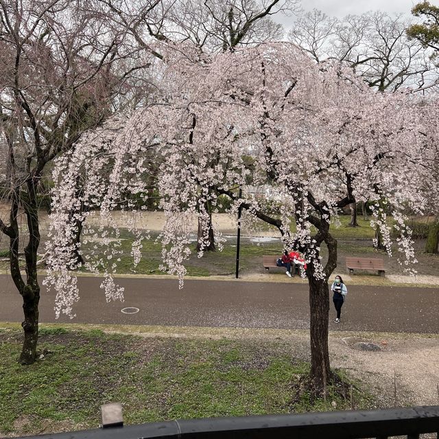 日本福岡🌸賞櫻