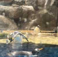 海洋公園：南極奇觀