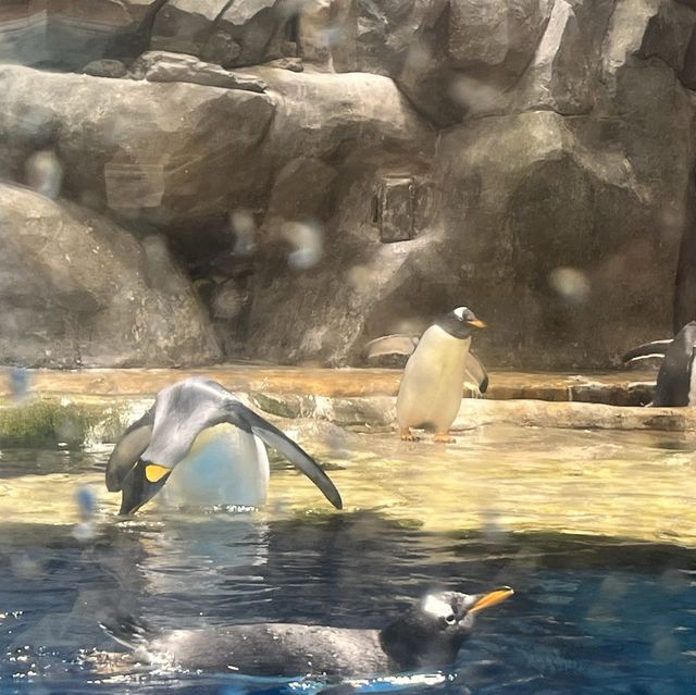 海洋公園：南極奇觀