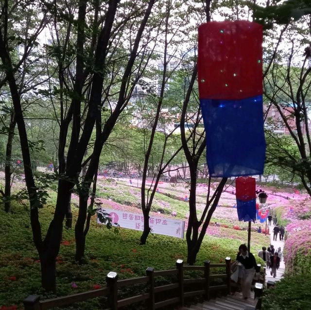 4월30일까지  군포철쭉동산  