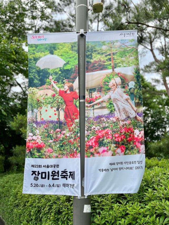 🌹과천 장미축제 - 서울대공원 장미원🌹