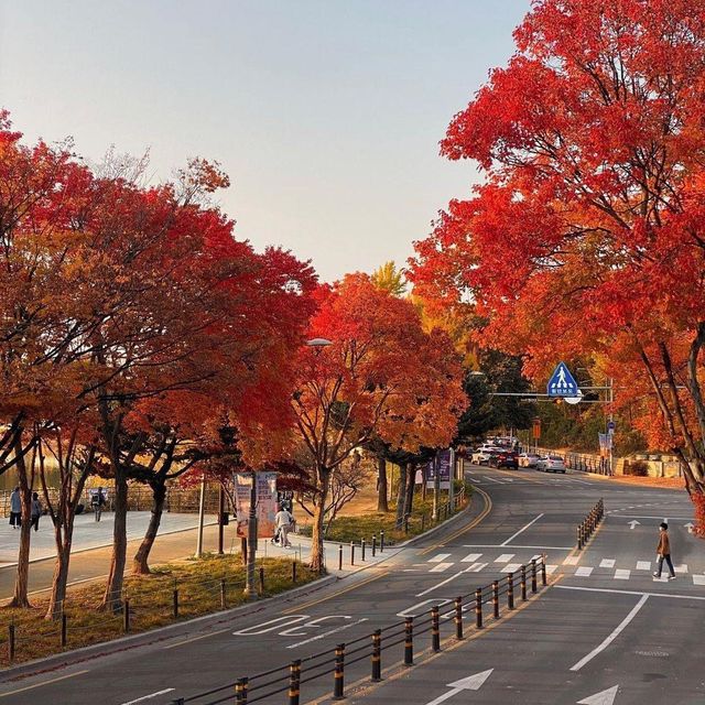 The View of Daegu Arboretum in Falling Season