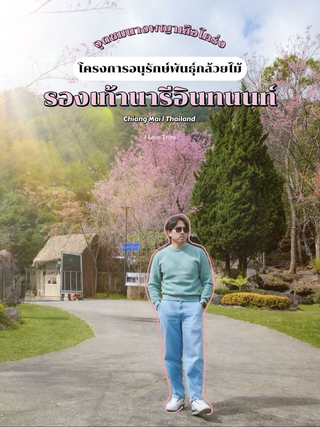 จุดชมนางพญาเสือโคร่ง รองเท้านารีอินทนนท์ เชียงใหม่