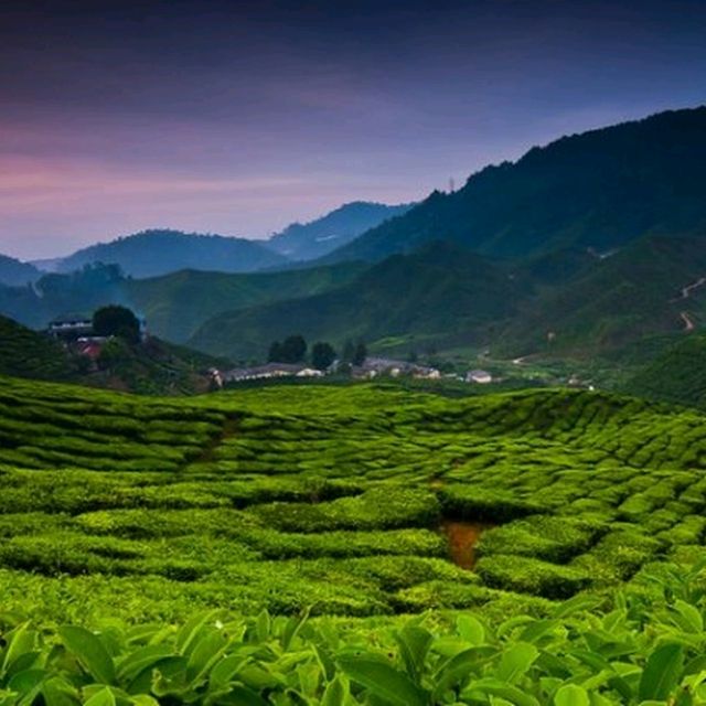 Bharat Tea Plantations Sdn. Bhd.